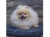 PoulaTo: Μινιατούρα Spitz-Pomeranian Boo